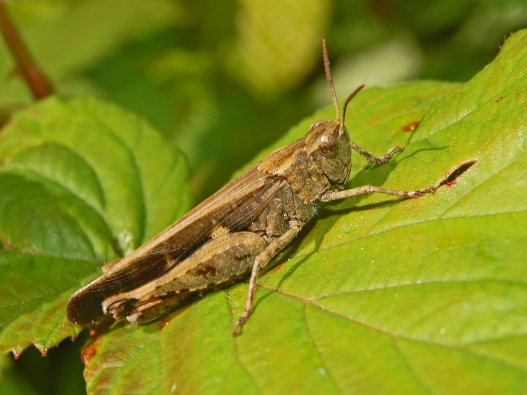 Una bella cavalletta: Aiolopus strepens